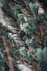 Frostbedeckte Pflanzen im Winter 