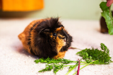 Adorable Guinea Pig Enjoying Fresh Greens, couple of guinea pigs