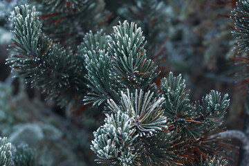 Frostbedeckte Pflanzen im Winter 