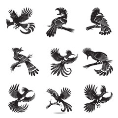 Obraz premium Collection of Hoatzin silhouette Design - Hoatzin Bird Vector illustration