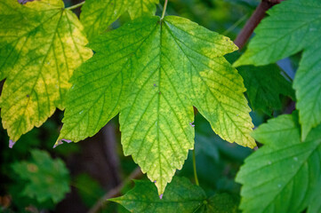 Detailaufnahme von einem gelb-gr&uuml;nen Blatt