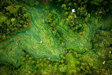 Rice Terraces Tegalalang Bali drone photo