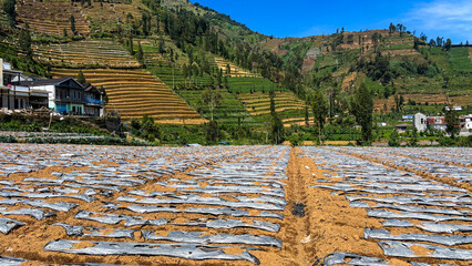 Plastic or poly mulching techniques in agriculture