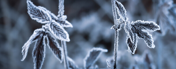 Frostbedeckte Pflanzen im Winter 