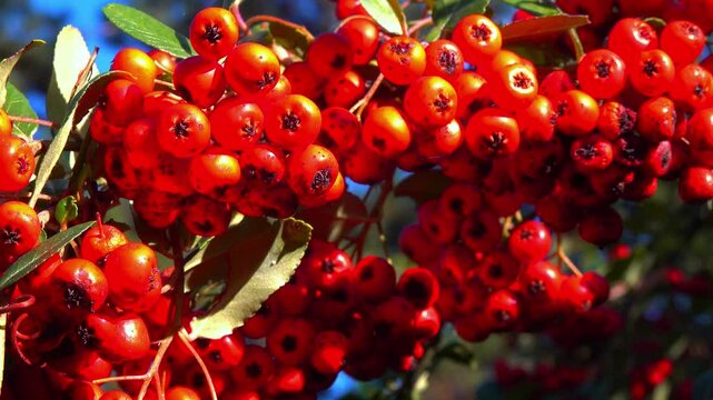 Pyracantha sp. - ornamental plant with red - yellow fruits with seeds against blue sky in garden