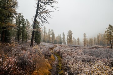 the autumn forest in the Altai mountains is dusted with the first snow