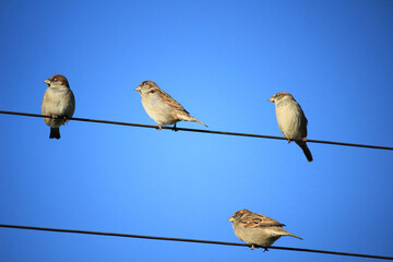 Sparrows on a wire against blue sky