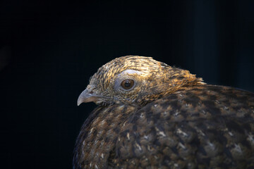 female crimson horned pheasant with its face in closeup