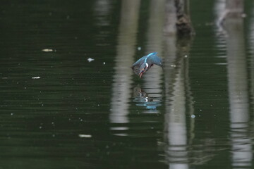 common kingfisher is hunting a fish