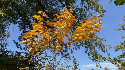 Leuchtende Ahornblätter