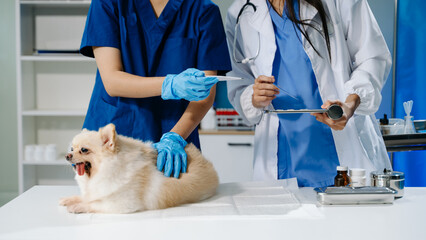 Pomeranian dog getting injection with vaccine during appointment in clinic.