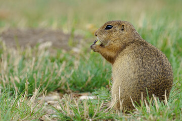 Portrait of a european Ground Squirrel also known as 