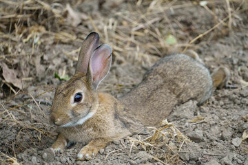 Rabbit relaxing on a field path