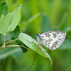 Obraz premium Closeup of a marbled white butterfy, a black and white butterfly, resting on a leaf