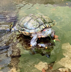Tortoise on a rock in the water 