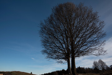 2024 01 04 Asiago Tree 18
