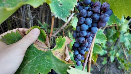 A Caucasian hand harvests a ripe grape cluster in a vineyard, perfect for autumn and harvest-themed imagery