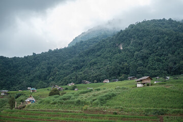 rice fields on a mountain and take photo in the Ban Pa Bong Piang, Mae Chaem District, Chiang Mai Province, northern Thailand in the rainy season.