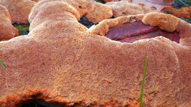 Phellinus robustus - tinder fungus on an old oak tree stump in a park