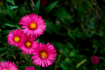 Gardening,Bush of purple New Belgian aster Symphyotrichum novi belgii