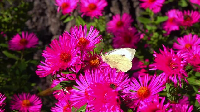 Cabbage butterfly Pieris brassicae - white butterfly collects nectar on Astra flowers in the garden, Ukraine