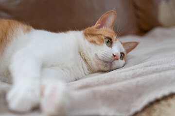 寝ころがってくつろぐ可愛い猫　茶トラ白