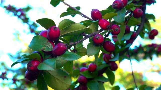 Red fruits on a bush Cotoneaster  -Angiosperms, Rosaceae, Malinae in Odessa