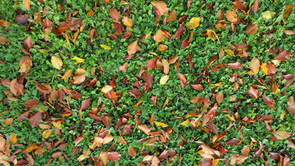 Automne, arrière-plan automnal