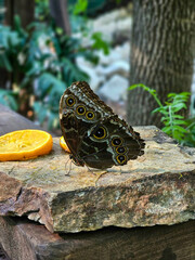 butterfly on leaf