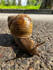 Snail