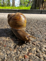 snail on the road