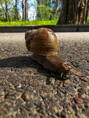 snail on the road