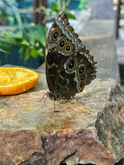 butterfly on a leaf