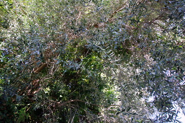 under an olive tree