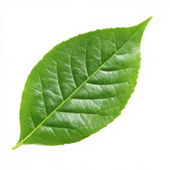 Obraz premium close-up of a single vibrant green leaf against a white background. The leaf's detailed texture and veins are clearly visible, creating a fresh and natural look