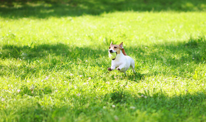 Happy active young dog Jack Russell Terrier running playing with toy ball on grass in summer park