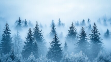 Obraz premium Mystical foggy forest scene with evergreen trees.