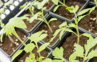 Tomato seedlings in plastic containers.