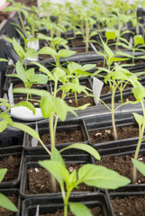 Tomato seedlings in plastic containers.