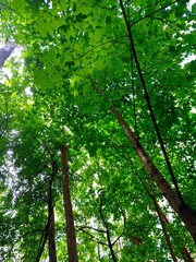 Obraz premium Green texture tree in forest 