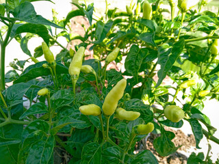 Green chilies grow thickly in the garden. spicy cooking spices. small yellow chilies in the...
