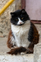 A black and white cat with a fluffy tail on stone steps