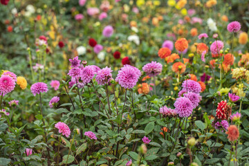 Group of light-purple dahlias in a dahlia field.