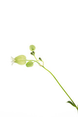 白背景で撮影した風鈴花 グリーンベル