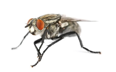 Large house flies isolated on white background, clipping