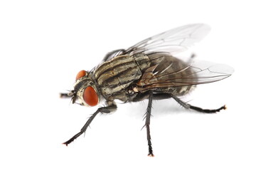 Large house flies isolated on white 