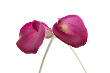 白背景で撮影した紫色のカラー