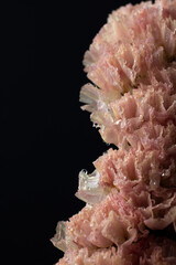 黒背景で撮影したピンクのスターチス