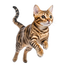 Playful Bengal cat jumping in mid-air Isolated on white background.