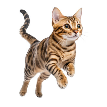 Playful Bengal cat jumping in mid-air Isolated on white background.